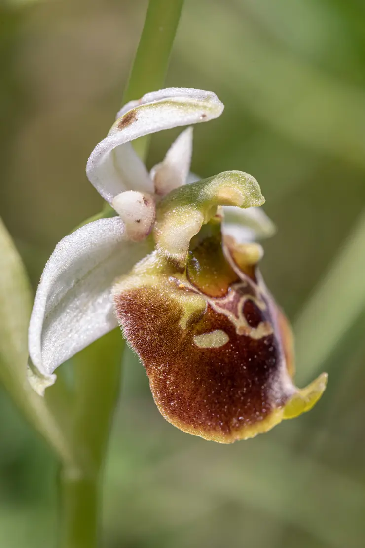 Gewöhnliche Hummel-Ragwurz (Ophrys holosericea) [3]